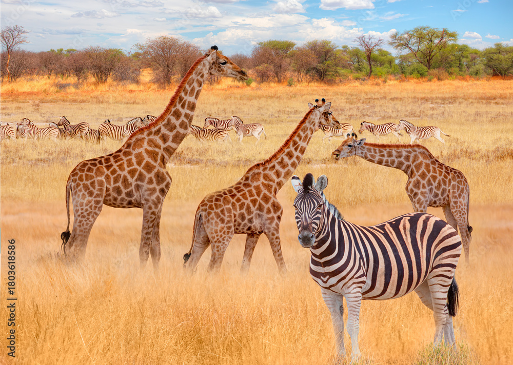 Obraz premium Herd of zebra grazing in the open savannah with heard of giraffe - Ethosa national park - Namibia, Africa