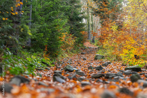 Fototapeta Naklejka Na Ścianę i Meble -  Jesień w lesie, górski las w Beskidach.