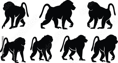 Collection of Walking Baboon Silhouettes, Featuring Different Monkey Postures and Primate Anatomy, Detailed Wildlife Animal Graphics Flat Vector Illustration
