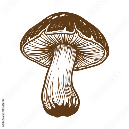 Detailed brown mushroom sketch vintage art illustrative design on white background
