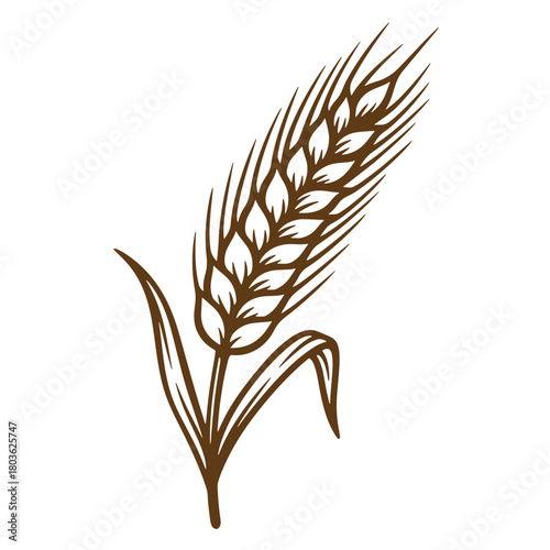 Detailed brown sketch of a wheat stalk depicting agriculture and farming elements