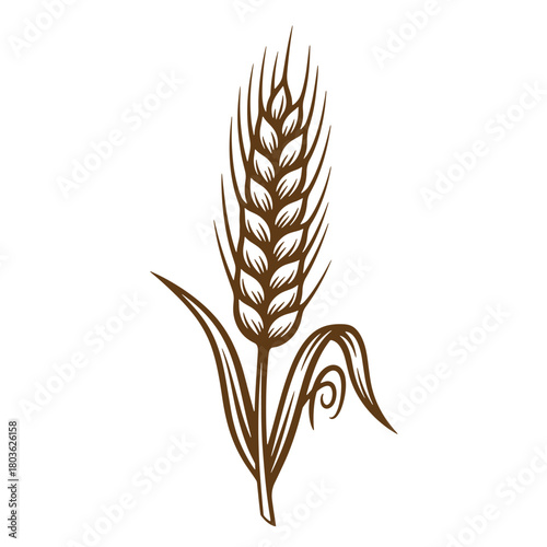 Detailed brown sketch of a wheat stalk depicting agriculture and harvest concepts