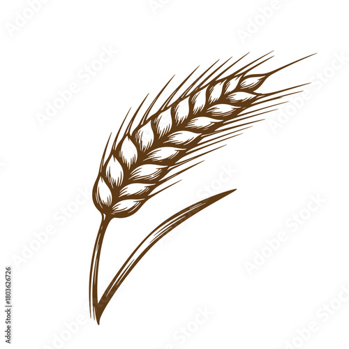 Detailed brown sketch vintage art illustration of a wheat ear isolated on white background