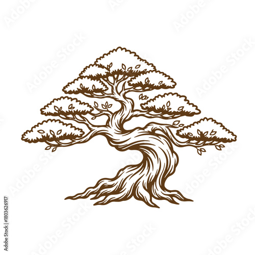 Detailed brown sketch vintage art of a graceful bonsai tree on white background