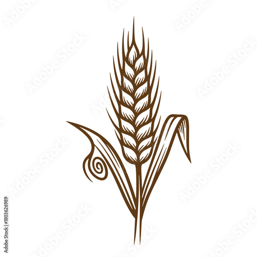 Detailed brown sketch vintage art illustration of wheat ear isolated on white background