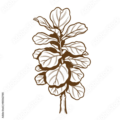 Detailed fiddle leaf fig plant sketch vintage art illustration for botanical design projects