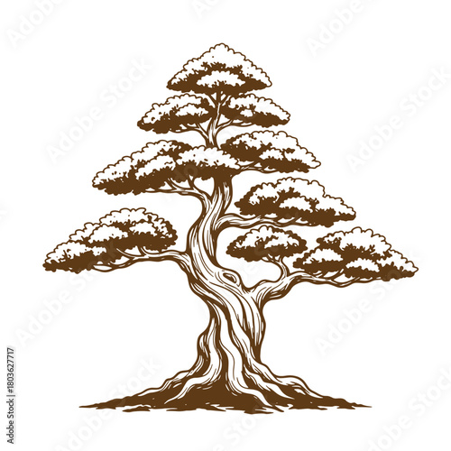 Detailed hand drawn illustration of a bonsai tree with intricate sketch vintage art