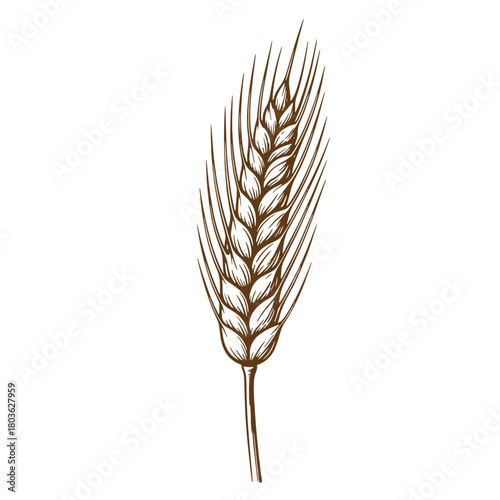 Detailed sketch illustration of a single wheat stalk with vintage artistic flourishes