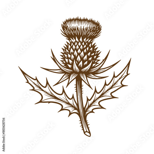 Detailed sketch of a scottish thistle plant in a classic vintage art style