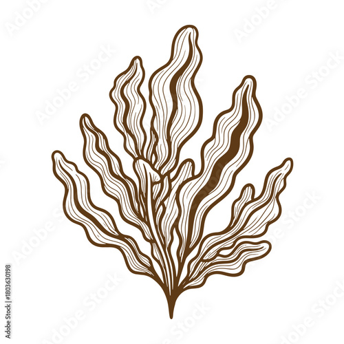 Elegant brown sketch vintage art of seaweed or kelp against a white background