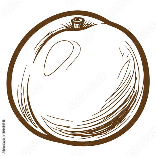 Brown sketch of an orange fruit vintage artistic illustration for food design