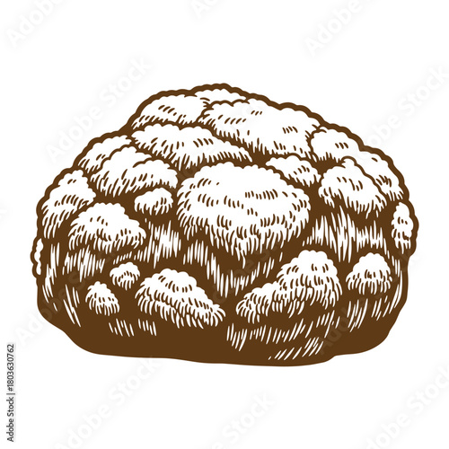 Hand drawn brown vintage sketch art style illustration of a cauliflower vegetable