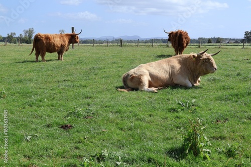 фотографія Cows in the field - the highland coo