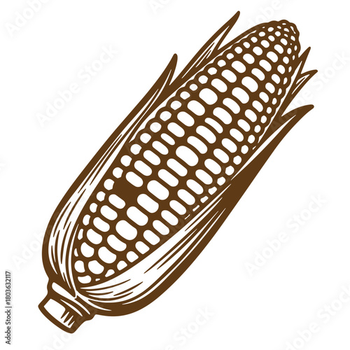 Detailed brown corn on the cob sketch vintage art illustration for various design projects