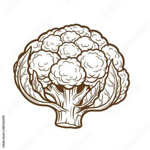 Detailed brown sketch of a healthy cauliflower on a white background