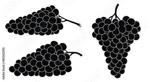 Black grape bunch vector illustration isolated on white background