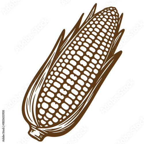 Detailed brown sketch of corn on the cob with husk on isolated white background