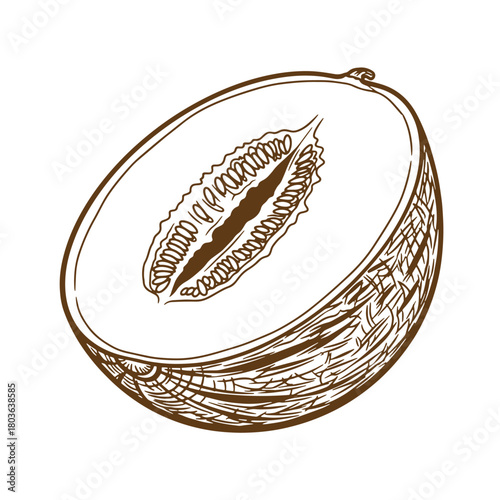 Hand drawn illustration of a half cut cantaloupe showing the inside seeds fresh fruit