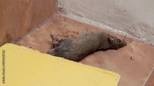 A trapped mouse caught on a sticky glue board, showing a close-up scene used for pest control and hygiene awareness.