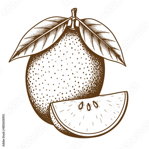 Hand drawn orange fruit with slice and leaves representing a sketch vintage art style