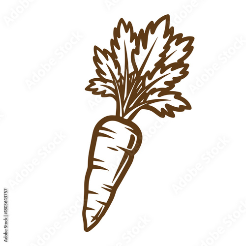 Simple illustration of a carrot with leaves in sketch vintage art style on white background
