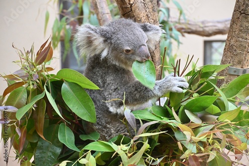 Photography 木の上で葉っぱを食べる動物園のコアラ