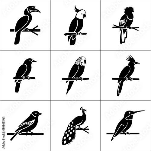 Collection of nine different bird species isolated on white background