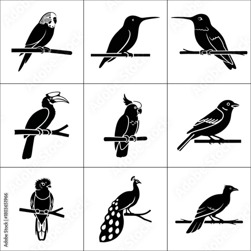 Collection of nine different bird species silhouettes isolated on white background