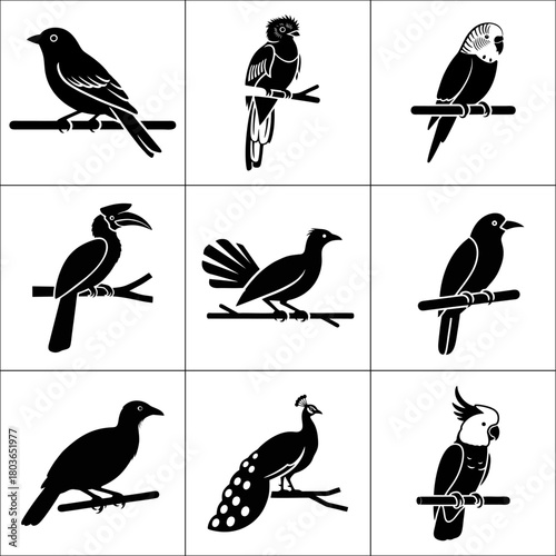 Collection of nine different bird species silhouettes isolated on white background