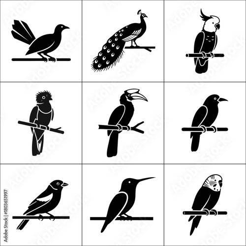 Collection of nine different bird species isolated on white background