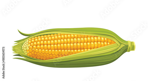 Fresh corn on the cob with green husks.