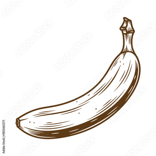Detailed brown sketch vintage art illustration of a ripe and delicious banana isolated