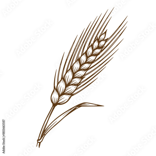 Detailed brown sketch vintage art illustration of a single wheat stalk and grain
