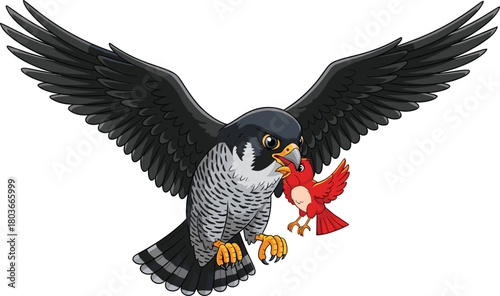 Powerful falcon catching small red bird in flight, predator bird attack scene, wildlife hunting concept, nature illustration with wings spread wide