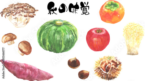 水彩で描いた秋の食材セット、ベクター