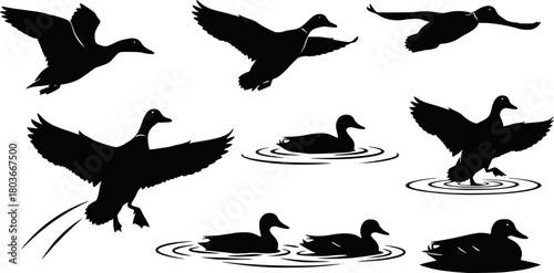 Collection of mallard duck silhouettes for designers. Flying and swimming. Vector illustration, EPS version.