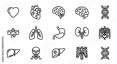 Human Anatomy Minimalist Outline Icon Set For Medical and Science