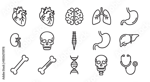 Human anatomy organ icons set linear style white background illustration