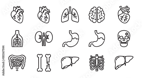 Human Anatomy Organs Vector Line Icons Set on White Background