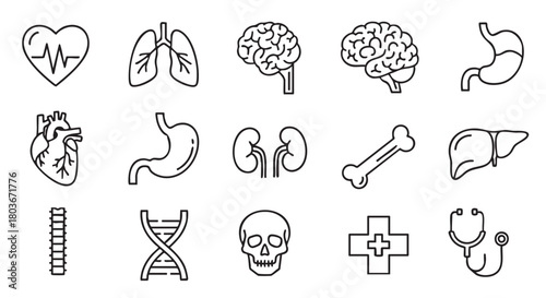 Human Internal Organs Line Art Heart Lungs Stomach Spine DNA