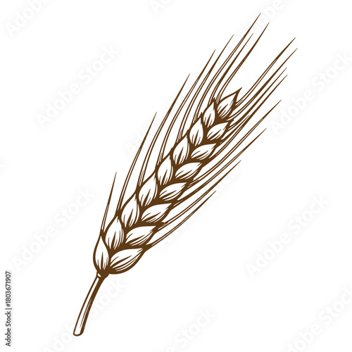 Hand drawn sketch of wheat grain isolated on white background vintage art illustration
