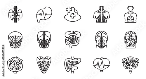 Human organs icon set in outline design medical illustration