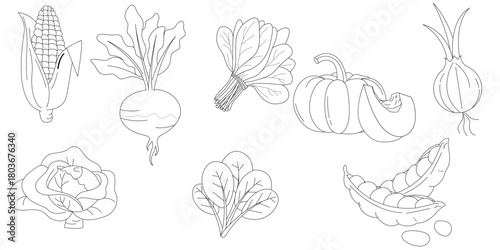 hand drawn sketch vegitable

