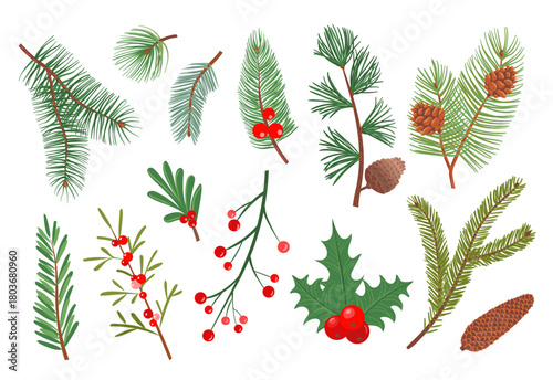 Christmas tree branches. New year decorative plants, winter holiday, evergreen fir sprigs with pine cones, red rowan berries, conifer and cedar foliage isolated splendid vector botanical set