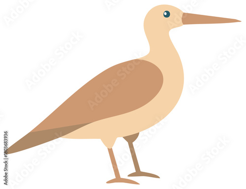 Simple flat vector illustration of a standing sandpiper bird with a long beak looking forward