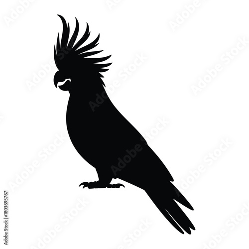 Cockatoo with crest raised Vector, Silhouette, Illustration