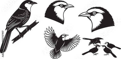 collection of birds
