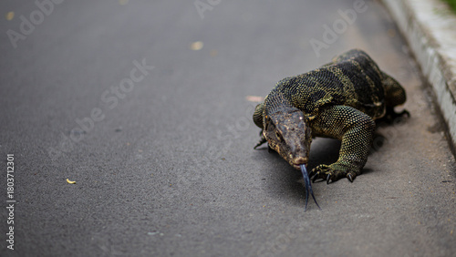 Photography Scary Monitor Giant Asian Lizard portrait on a urban tarmac scene in Lumpini Par