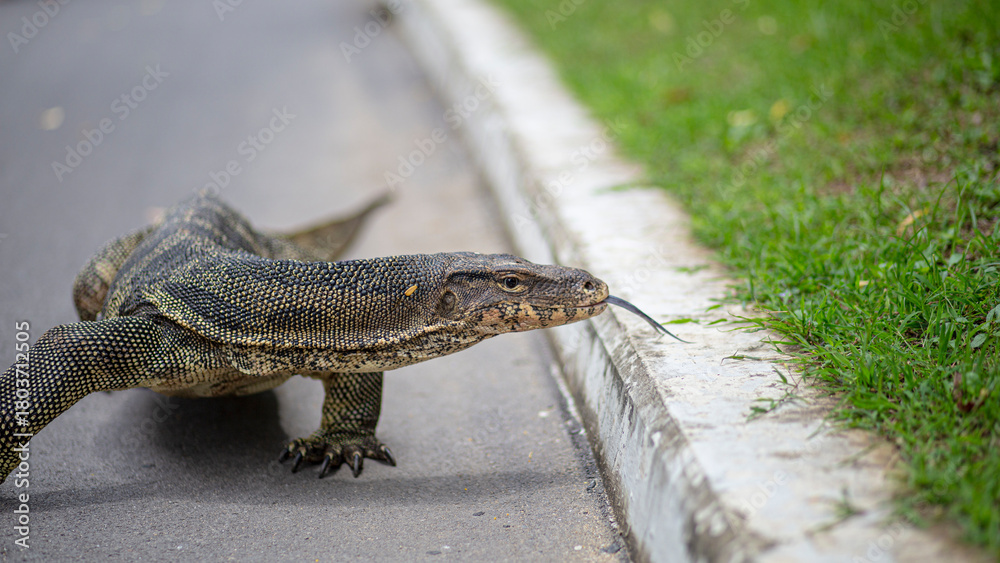 Naklejka premium Scary Monitor Giant Asian Lizard portrait on a urban tarmac scene in Lumpini Park, Bangkok, Thailand