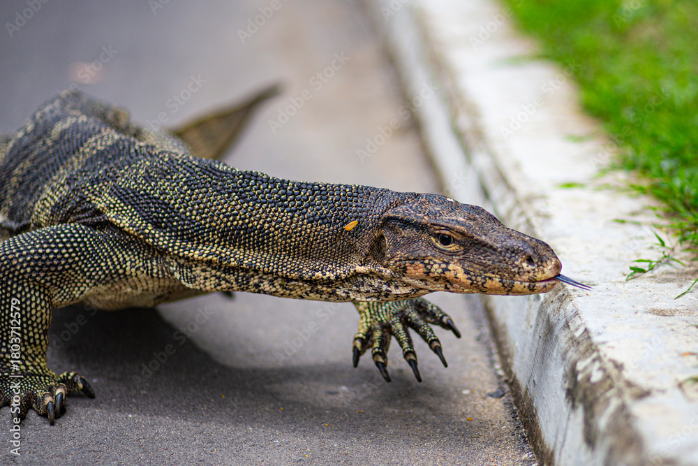 Obraz premium Scary Monitor Giant Asian Lizard portrait on a urban tarmac scene in Lumpini Park, Bangkok, Thailand